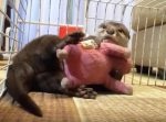 人間の子どもみたい！　ぬいぐるみを抱いて眠るカワウソが可愛すぎる！