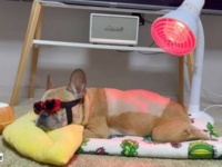 愛犬「ご主人といっしょに頑張るわん！」飼い主と相棒に見守られて、リハビリに取り組むフレンチブルドッグ