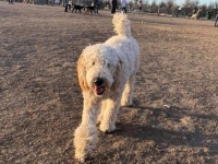 車が山道から転落、同乗していた犬が行方不明に。事故から19日後、なんとか生き延びていた愛犬と奇跡の再会（アメリカ）