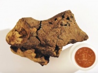 恐竜の脳の化石が初めて発見される！