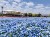 真っ青な空の下に広がる、真っ青なお花畑　見渡す限りの「ネモフィラ絨毯」が清々しい