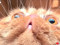 ほらほら、だって猫だからさ！我々にハッピーを分けてくれる猫たちの所業総集編