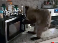 絶対に電子レンジを開けたい鉄の意志を持った猫の怪力