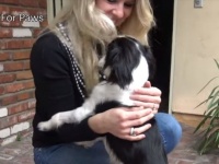 Hope For Paws～車に轢かれた犬がいる！救助に駆けつけたスタッフの目の前で倒れてしまった犬を救え！