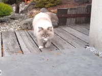 ボクはわんこじゃないんだけどね。ラグドールのトビー、飼い主さんの「取っておいで！」を楽しく遊ぶ