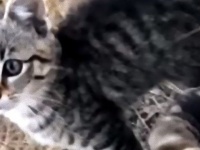 これもまたＮＮＮをやり方か。飼い犬の散歩中に草むらの中に子猫を発見！その数10匹。みんなしっかりお持ち帰り。