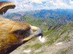 鷲にカメラを取り付け→ 大空を飛ぶ感じを味わえた！