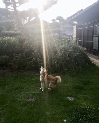 inubot（＠inu_10kg）さんのツイート