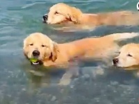 ゴールデンの3兄弟「水が怖い！」末っ子をお兄ちゃんたちが励ました結果