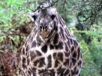 キリ… ん？ この写真、明らかにおかしいよ！