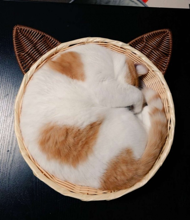 画像は再掲