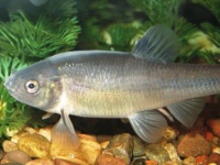 危ない、逃げて！化学物質を放出し、仲間に危険を知らせる魚（カナダ研究）