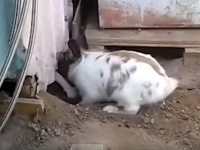 猫ちゃんが小屋に閉じ込められちゃった！ウサギフレンドの穴掘り救出大作戦（スペイン）