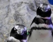 離婚、朝帰り、三角関係...ペンギンたちの〝恋模様〟がフクザツすぎ　見守りながら感じることは？飼育員に聞く