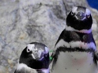 離婚、朝帰り、三角関係...ペンギンたちの〝恋模様〟がフクザツすぎ　見守りながら感じることは？飼育員に聞く