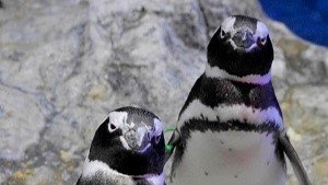 離婚、朝帰り、三角関係...ペンギンたちの〝恋模様〟がフクザツすぎ　見守りながら感じることは？飼育員に聞く