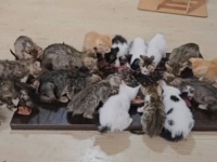 幸せが爆発しそう？トルコの猫おじさん、17匹の保護子猫たちに囲まれててんてこ舞い