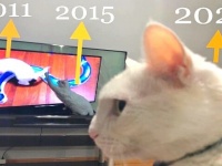 兄猫「昔の動画を弟たちに見せニャいで！」若い頃の姿は封印したかった長男猫と、無邪気な子猫ズとわんこのビデオ