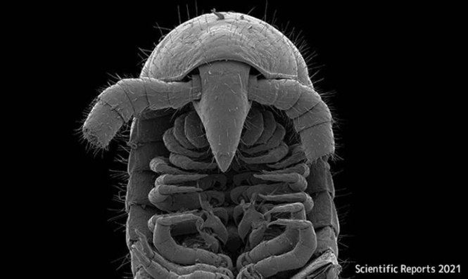 1306本の脚を持つ新種のヤスデを発見。自動車サイズのヤスデの化石も見つかる
