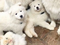 仲間やし。サモエド犬の中にまじる猫に関する海外の反応