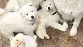 仲間やし。サモエド犬の中にまじる猫に関する海外の反応