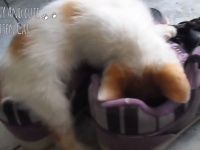 なぜどうしてそこで寝る？イロイロなところで寝落ちしている猫たちを詰め合わせでどうぞ