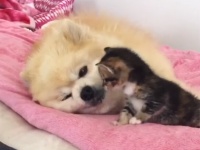 唯一の家族である弟を失った子猫、絶望を希望に変えてくれたのは1匹の犬だった（オーストラリア）