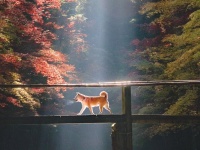 拝みたくなっちゃう～！　秋の神社で出会った「光り輝くお犬様」が神々しすぎる