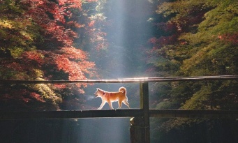 拝みたくなっちゃう～！　秋の神社で出会った「光り輝くお犬様」が神々しすぎる