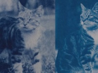 120年前のタイムカプセルに愛猫の写真のネガが！当時の少女の想いが現像と共に蘇る（フランス）