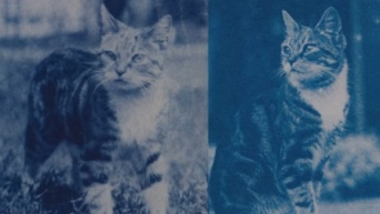 120年前のタイムカプセルに愛猫の写真のネガが！当時の少女の想いが現像と共に蘇る（フランス）