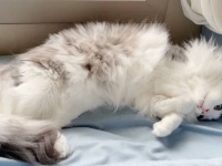 わんにゃん兄弟「兄ちゃんのケチ！」長男猫はいつだってボス。弟犬と弟猫がいつか勝てる日が来るのだろうか