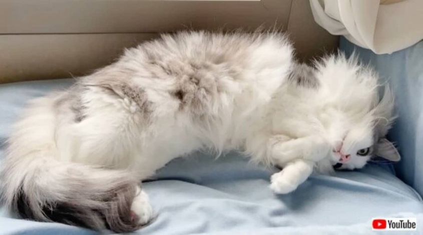 わんにゃん兄弟「兄ちゃんのケチ！」長男猫はいつだってボス。弟犬と弟猫がいつか勝てる日が来るのだろうか