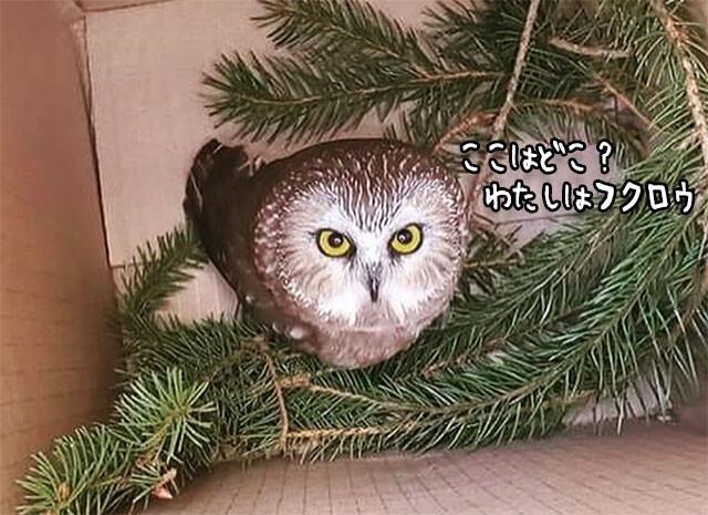 フクロウが知らぬ間に270キロメートル移動していた件。クリスマス用の大木にひっついていた【追記あり】