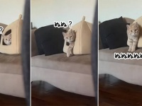 猫のだるまさんが転ぶやつはいつだって面白い