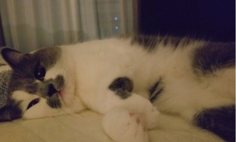 ずっと見つめていたくなる...　ニャンコによる添い寝が最高すぎて逆に眠気が飛んじゃいそう