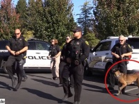 主役を警察犬に持っていかれた感。ドラマ仕立て警察官たちが踊るギット・アップ・チャレンジ