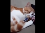 涙腺崩壊・・・亡くなった飼い主の動画を見る猫が切ない
