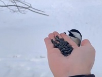 まるで忍者！大きな鳥の襲来に身を隠すアメリカコガラの動きがまるでオートマチック