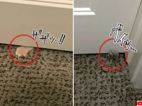 ドアの隙間から忍び寄る小さな肉球の数々。ドアを開けた瞬間、湧き出る子猫爆弾