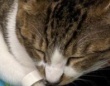 「ある意味大物」「猛者」　まさかの場所で寝落ちした子猫に4.1万人驚がく...同居猫も〝ドン引き〟