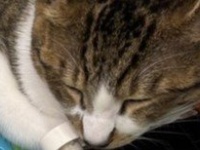 「ある意味大物」「猛者」　まさかの場所で寝落ちした子猫に4.1万人驚がく...同居猫も〝ドン引き〟