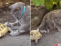 オマエ、ウマイ？亀が猫の尻尾と肉球を狙って追いかけまわす