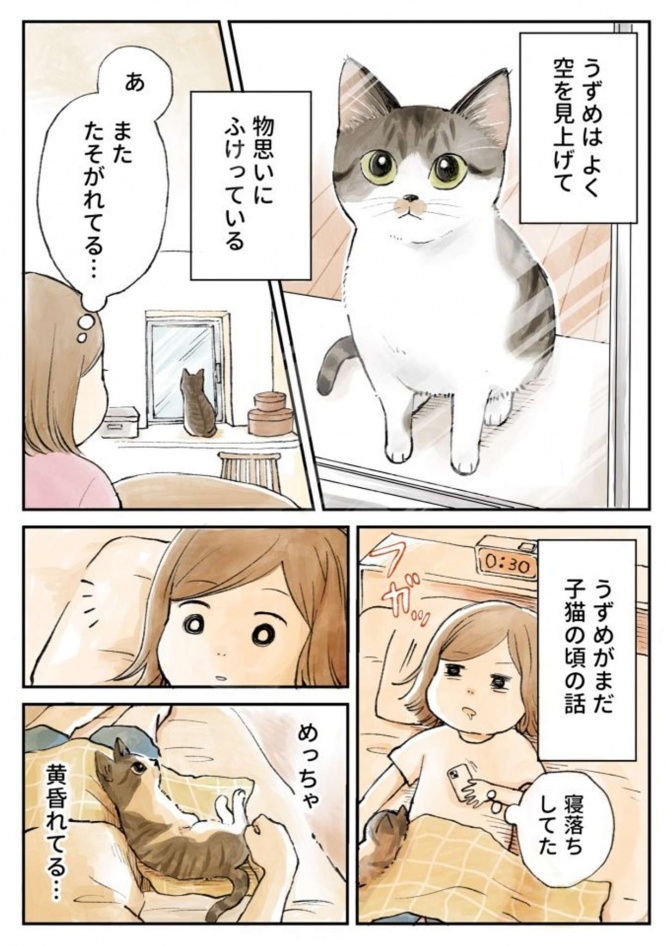 物思いにふける猫（画像提供：ミツコ（＠_3_2_5_）さん、以下同）