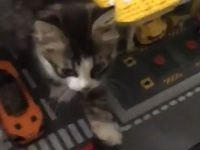 町に大怪獣が現れた！猫型怪獣だけどっと。レゴでできた町を歩く猫の様子に関する海外の反応