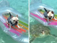 きらめく海からこんにちは！愛犬の目の前をウミガメが静かに通り過ぎて行った！