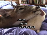 鹿なめずりでもうベチョベチョ。猫が好き過ぎる室内鹿のいる風景