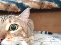 こっ怖い！でも画面から目を離せにゃい！猫のドキドキホラー映画鑑賞風景