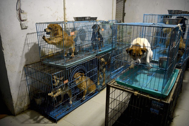 犬猫1400匹と暮らす