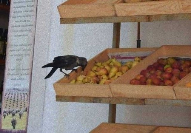 crowsnanimals16_e